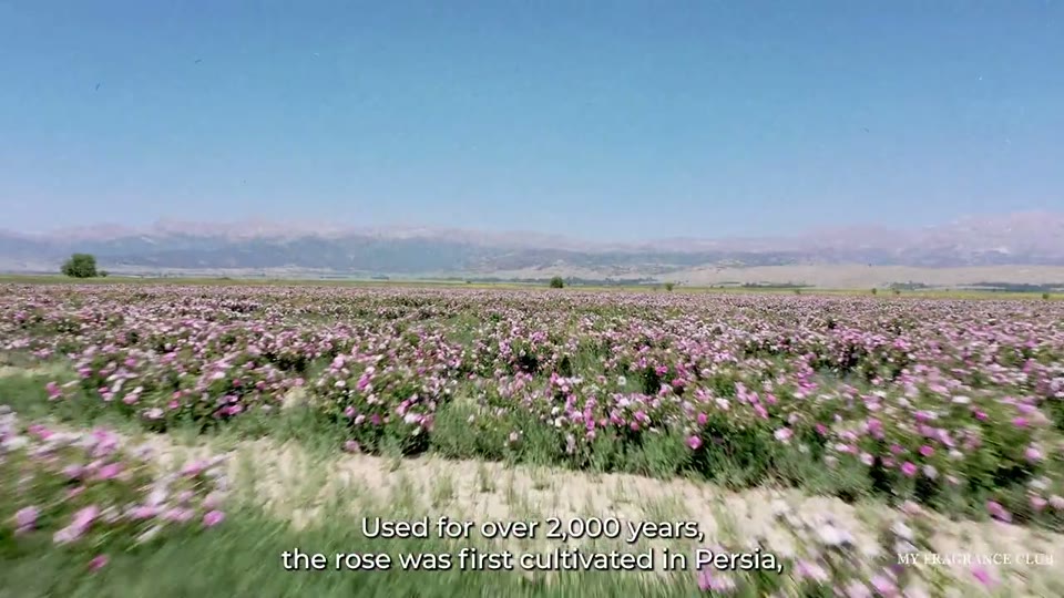 Interparfums — Rose